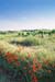Poppies-and-Vines