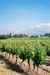 Summer Vines
