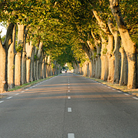 planeTrees