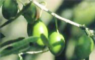 Olives