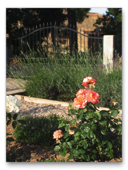 Lavender and Roses in the side garden.