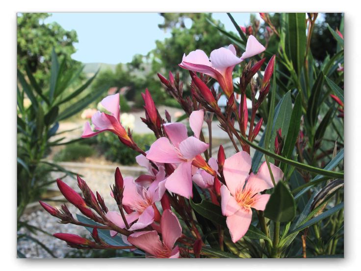 Pink Oleander along the garden fence.