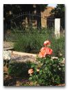 Side Garden -Roses