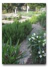 Side Garden