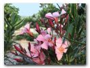 Oleander